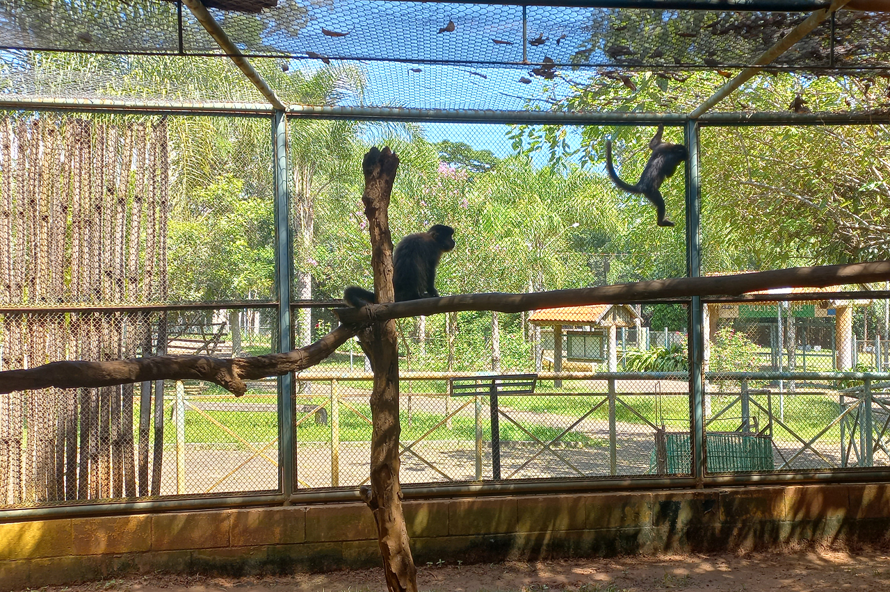 Macaco-prego fêmea que fugiu do Zoológico de Limeira é resgatada