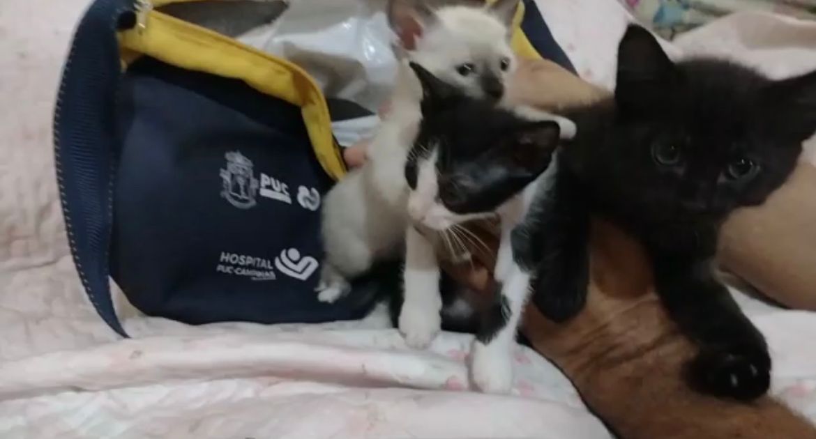 Homem abandona cinco gatos dentro de uma bolsa térmica em Campinas 