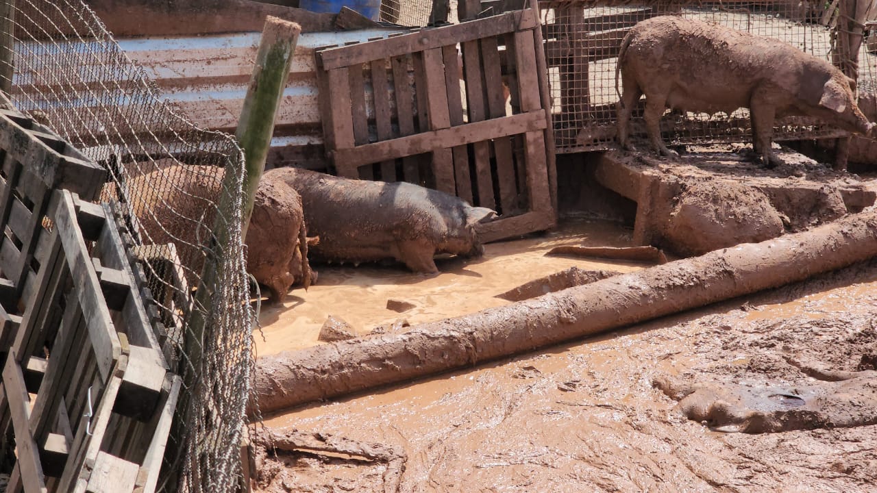 Criadouro de porcos é fechado por maus-tratos aos animais em Limeira