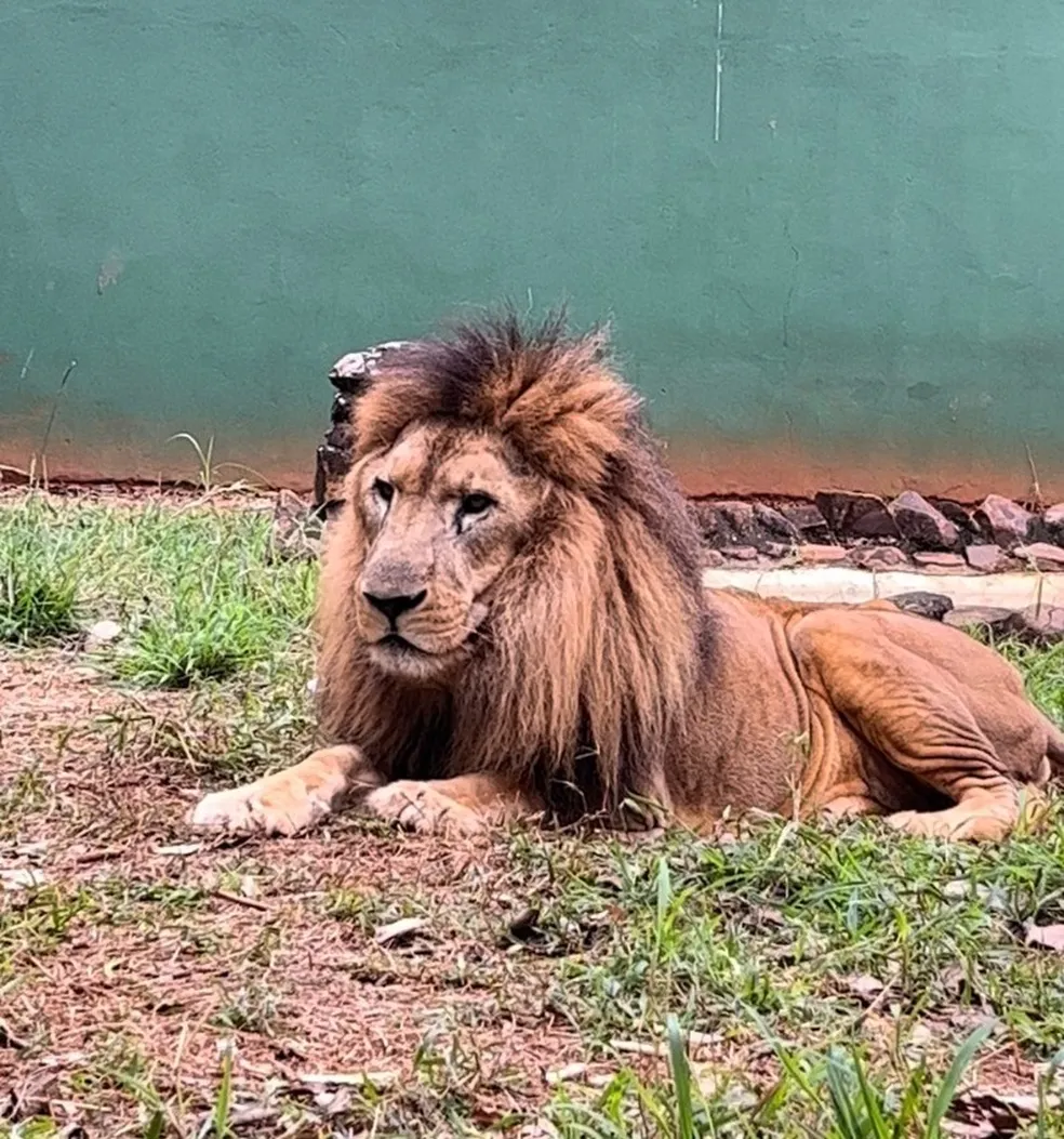 Leão Nagan, de Americana, morreu de câncer no fígado