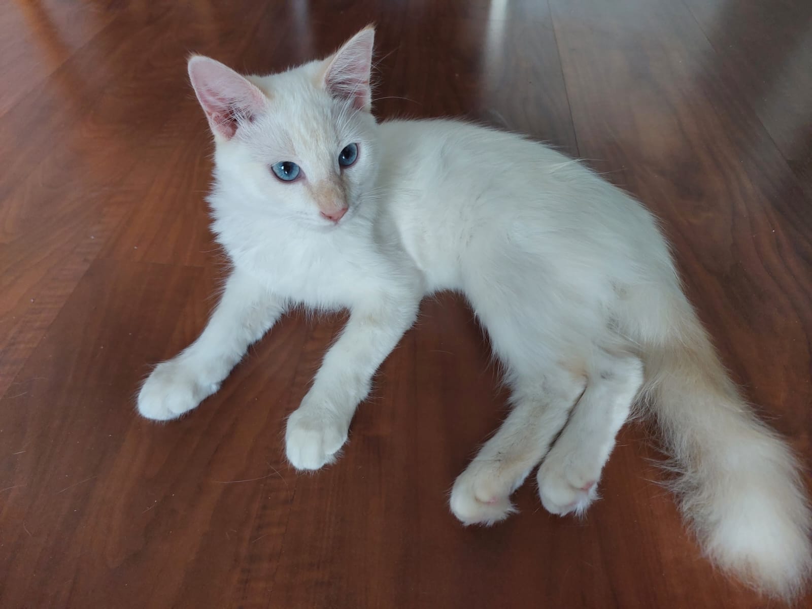Campanha de castração de cães e gatos em Hortolândia segue até o fim do mês
