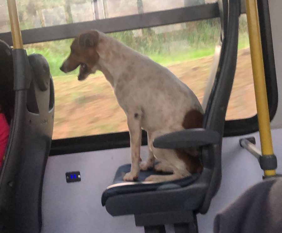 Cachorro “pega ônibus” e imagem viraliza na internet; VÍDEO
