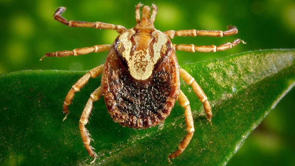 Hortolândia faz alerta sobre febre maculosa na Ponte Estaiada