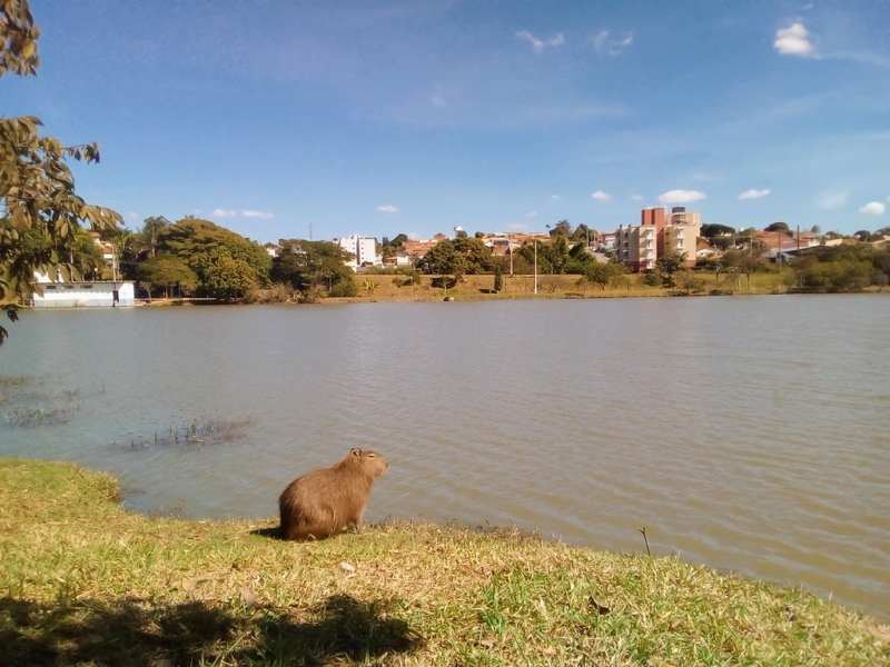 Após casos em Campinas, Vinhedo aponta locais com risco de febre maculosa
