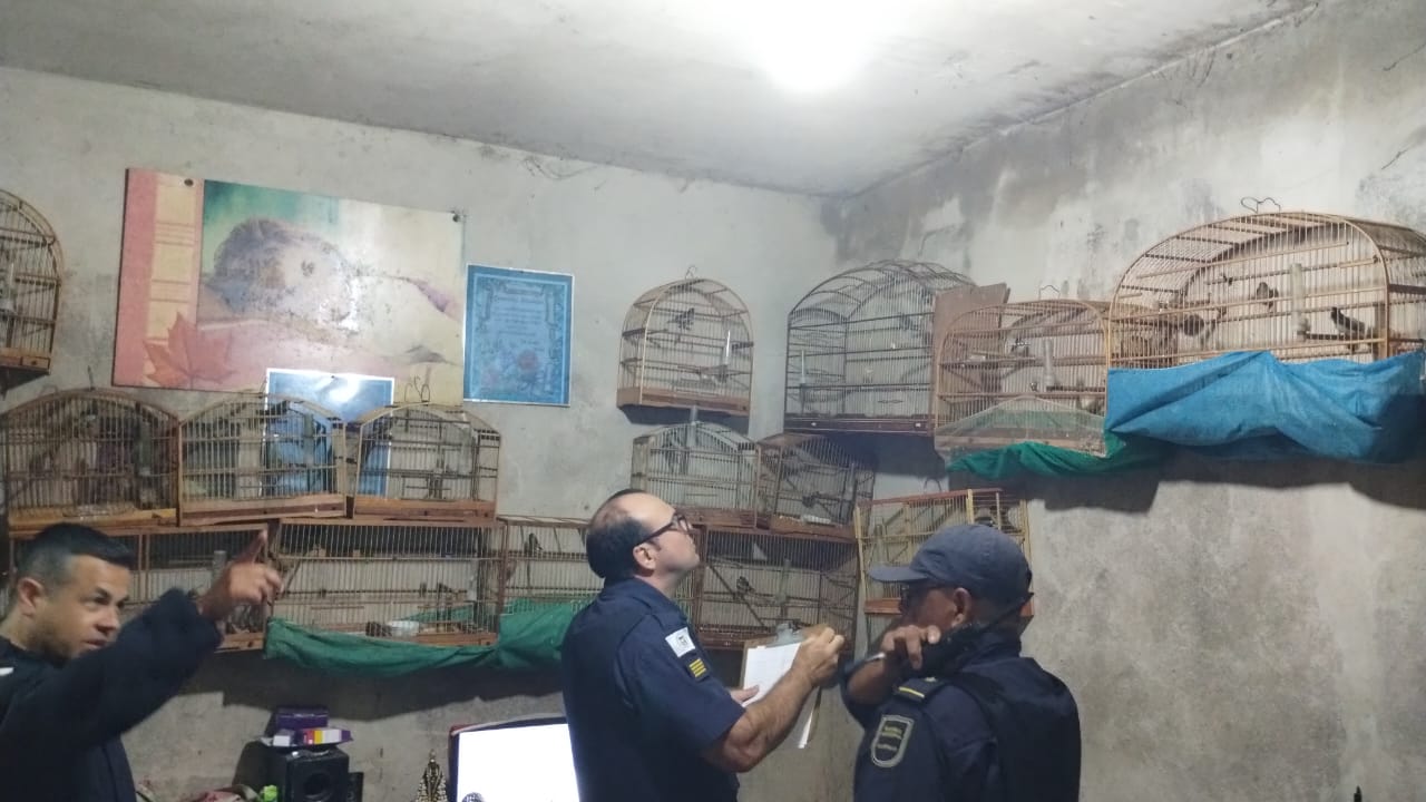 Homem é preso com 200 pássaros silvestres no Jardim Itaguaçu