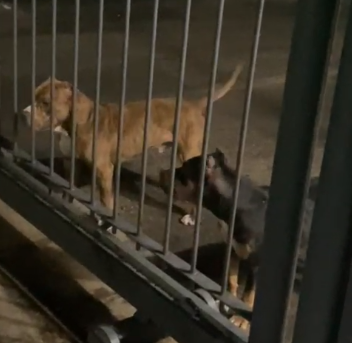 Dono de pitbulls que atacaram pessoas em Jaguariúna é solto 