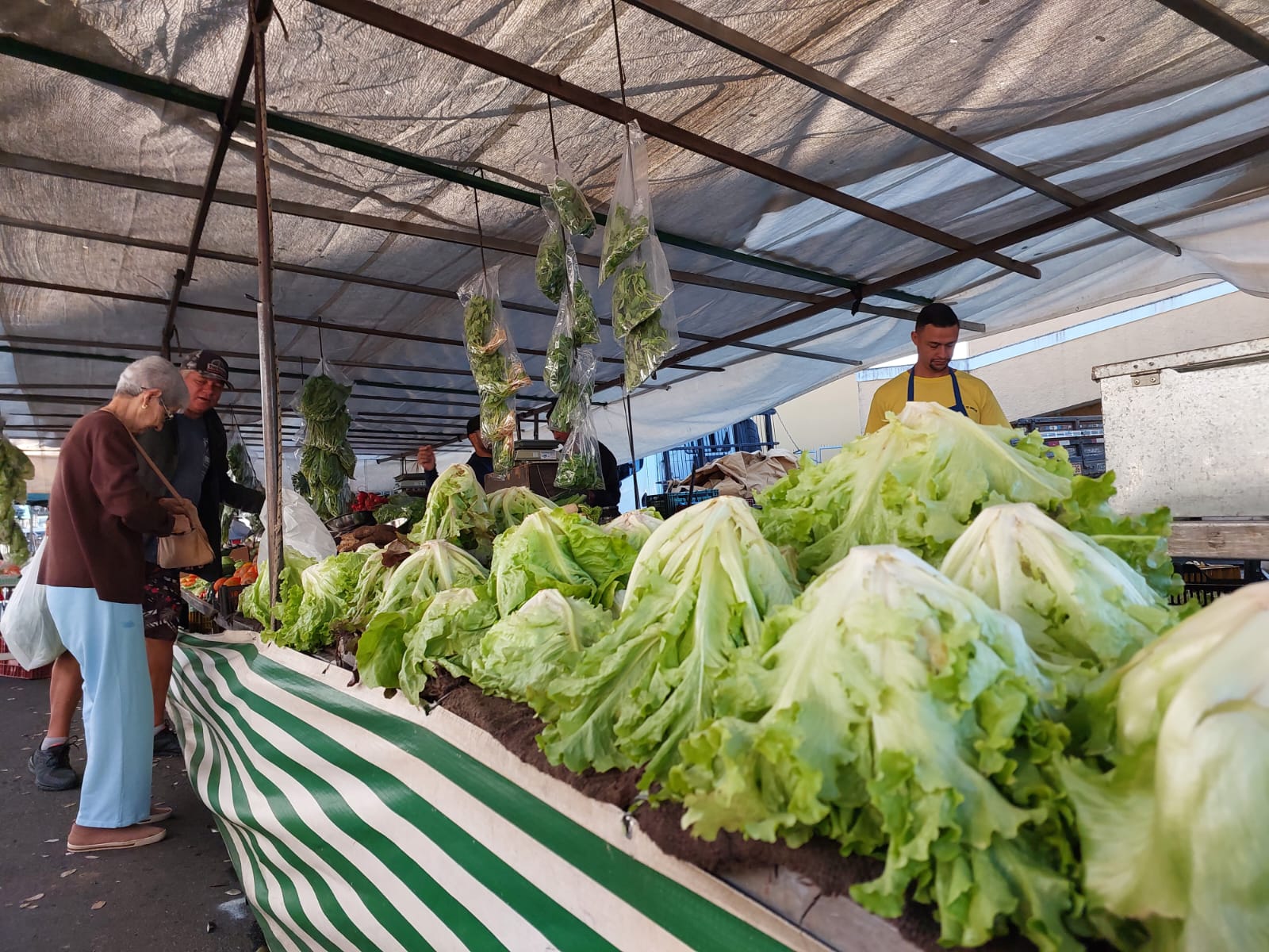 Falta de chuvas não afeta preço de hortaliças em Campinas