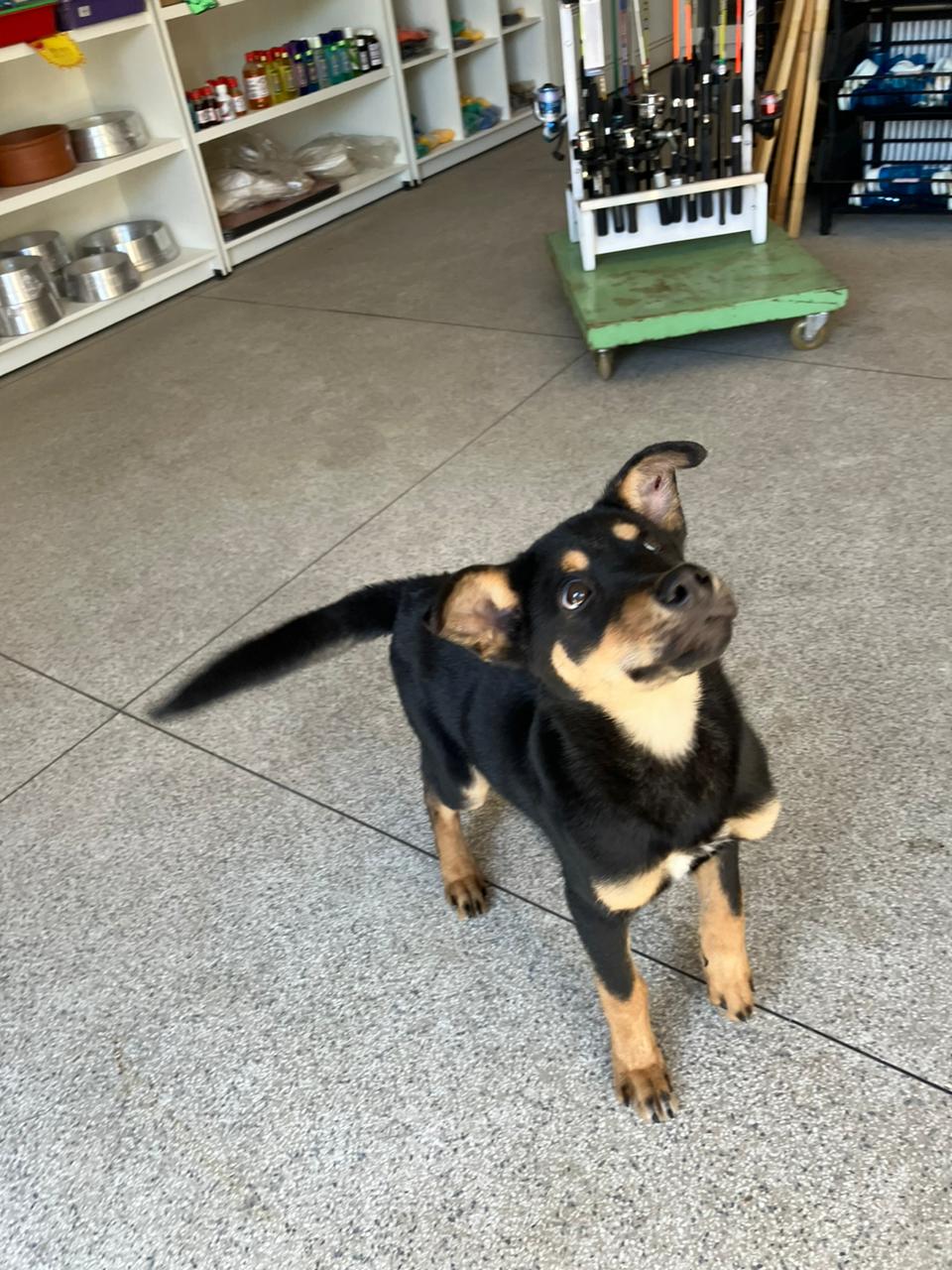 Cachorro que “roubou” celular em mercearia de Hortolândia é encontrado