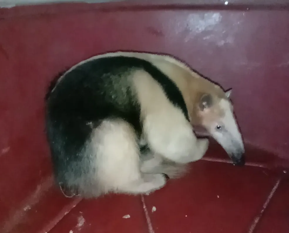 Tamanduá-mirim é resgatado em sítio de Piracicaba; animal tinha sido atacado por cães
