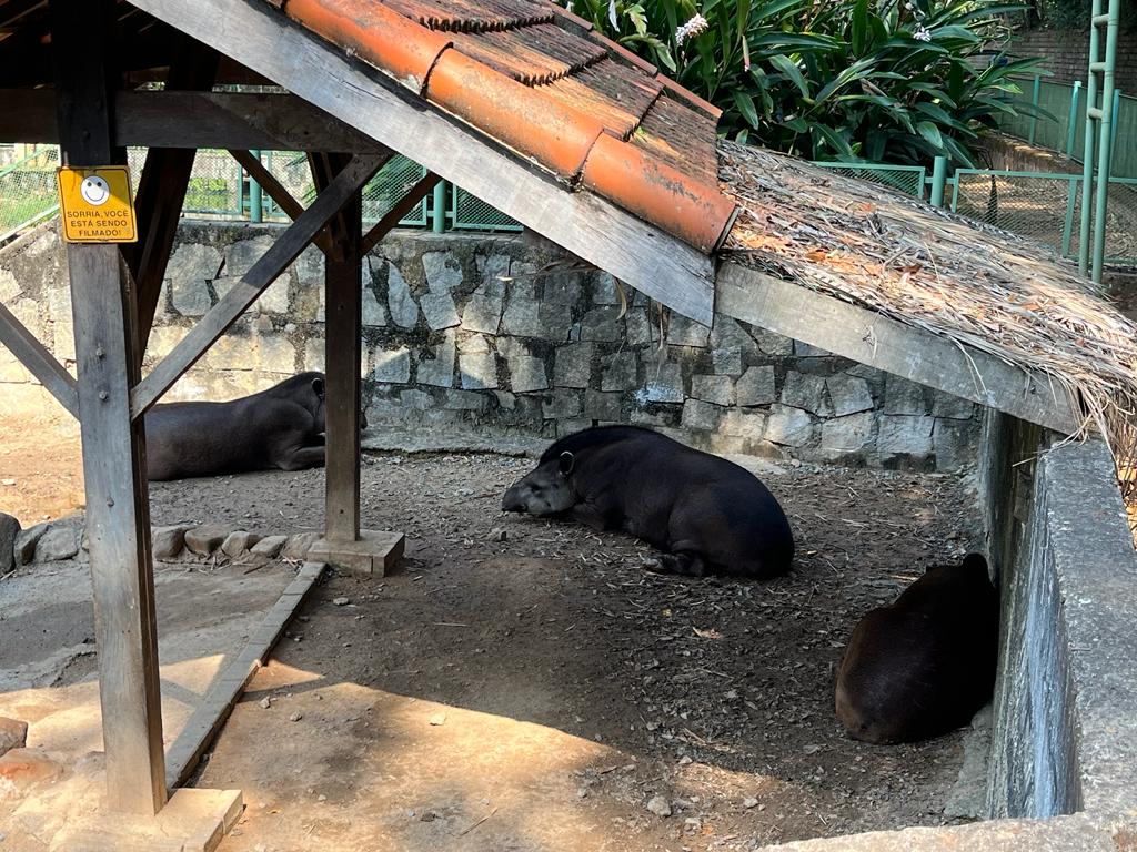 Animais do Bosque recebem cuidados redobrados durante calor fora de época