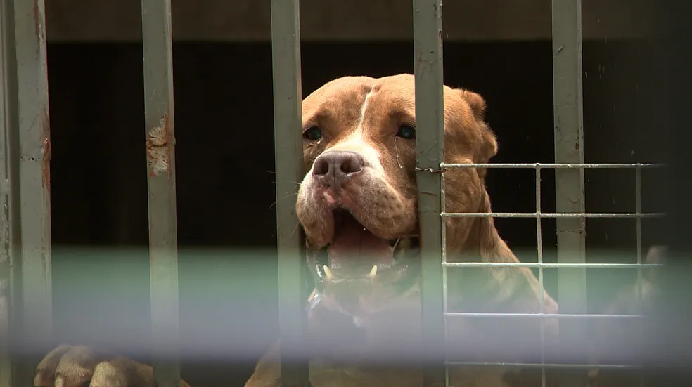 Ataques de cães crescem mais de 20% na região de Campinas