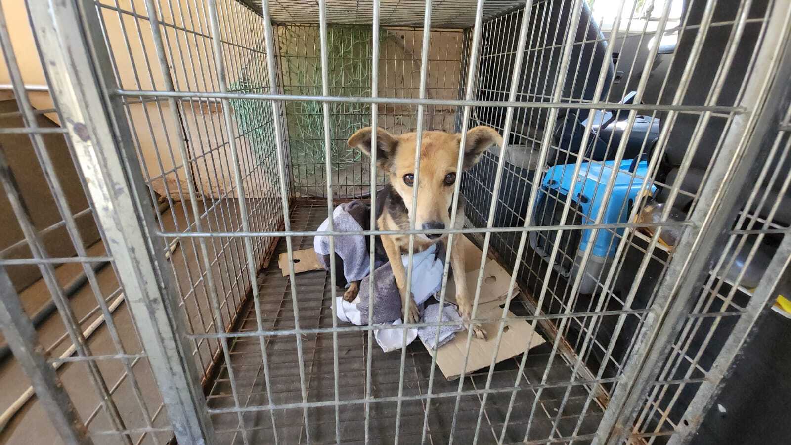 Cão é resgatado de casa abandonada em Limeira