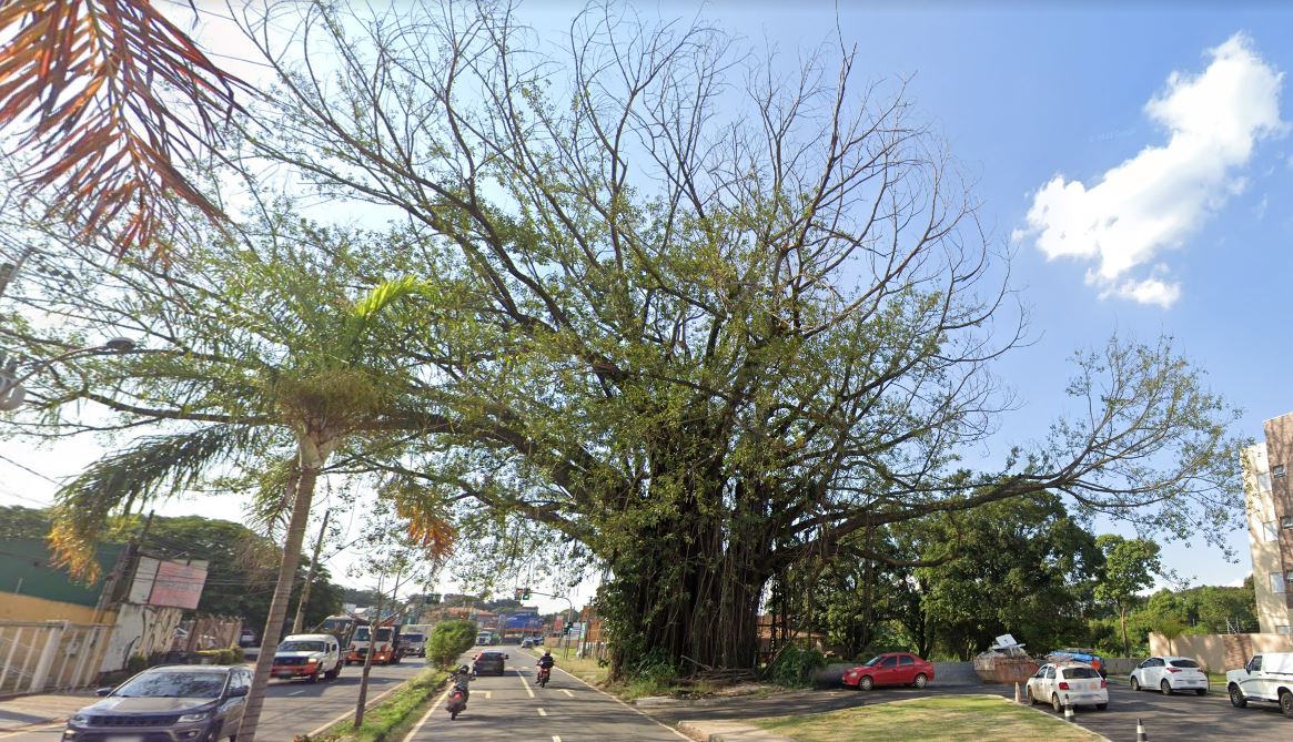 Poda de figueira pode prejudicar trânsito em Barão Geraldo
