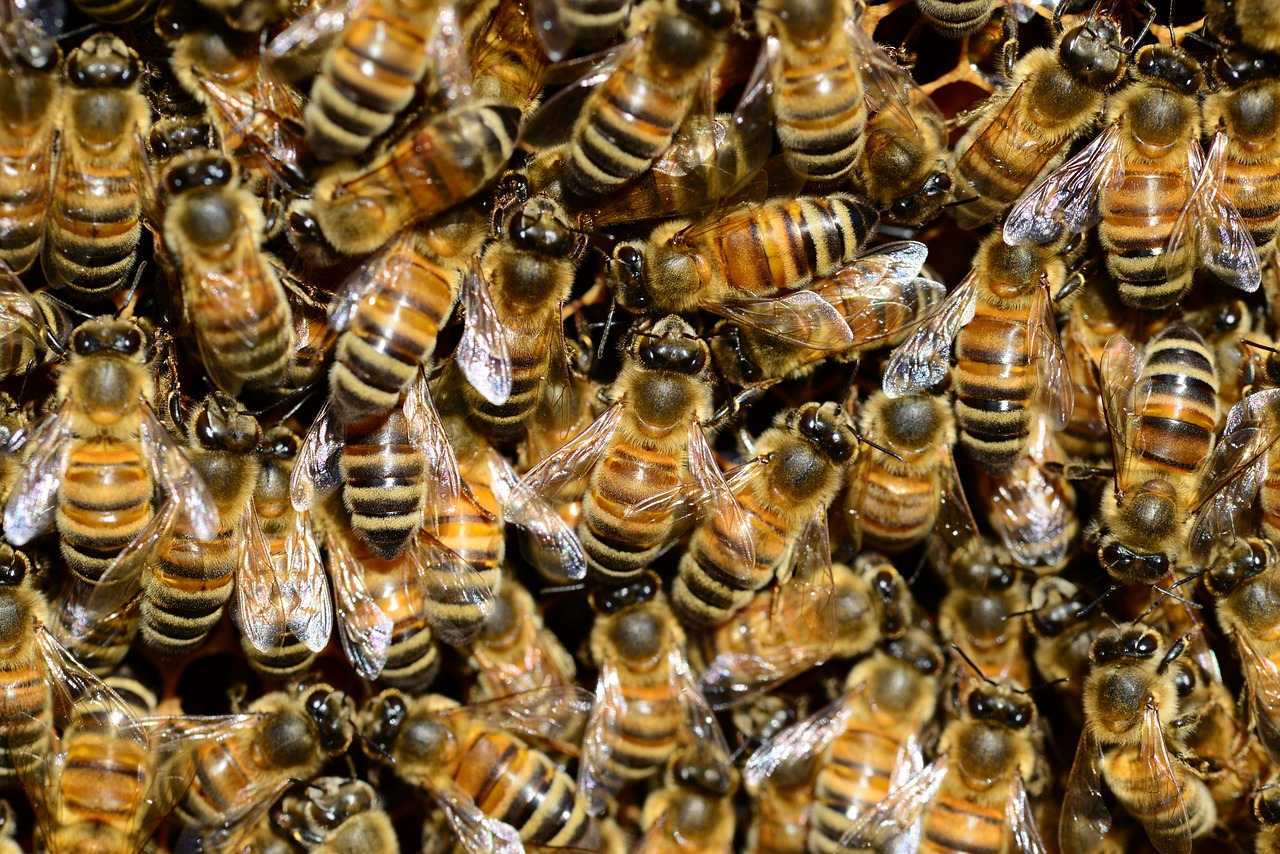 Pesquisa aponta presença de agrotóxicos em cera e mel de abelhas
