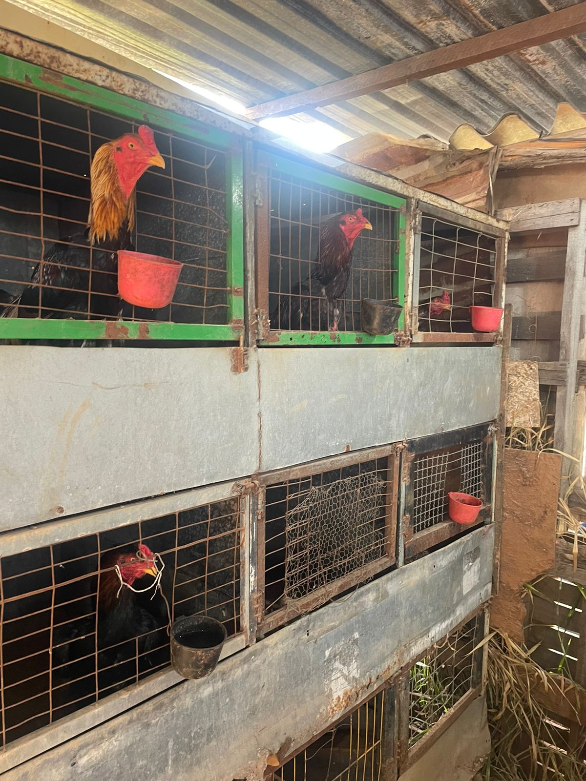 Quase 50 galos usados em rinhas são encontrados em Sumaré