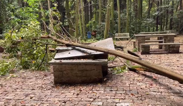 Árvore cai e acerta área de lazer no Bosque dos Jequitibás