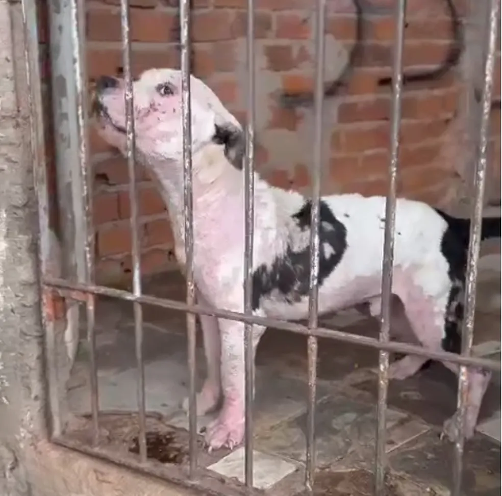 Homem é preso após manter pitbull em situação de maus-tratos em Capivari