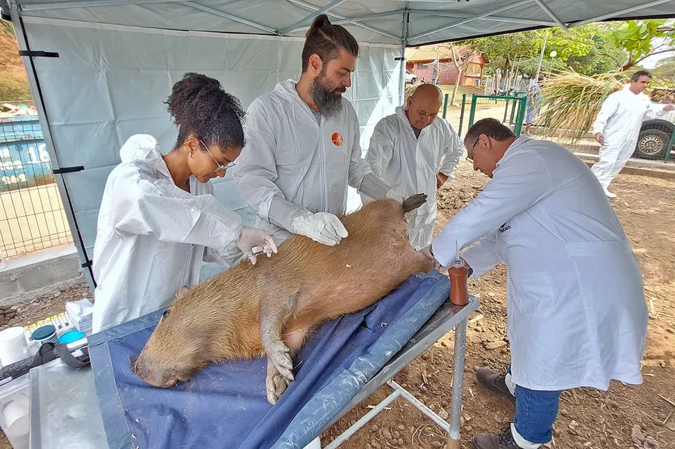 Cerca de 200 capivaras devem ser esterilizadas em Campinas 