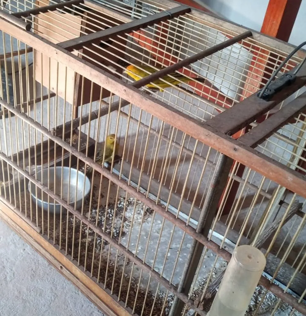 Guarda de Piracicaba apreende aves “caçadas por diversão”
