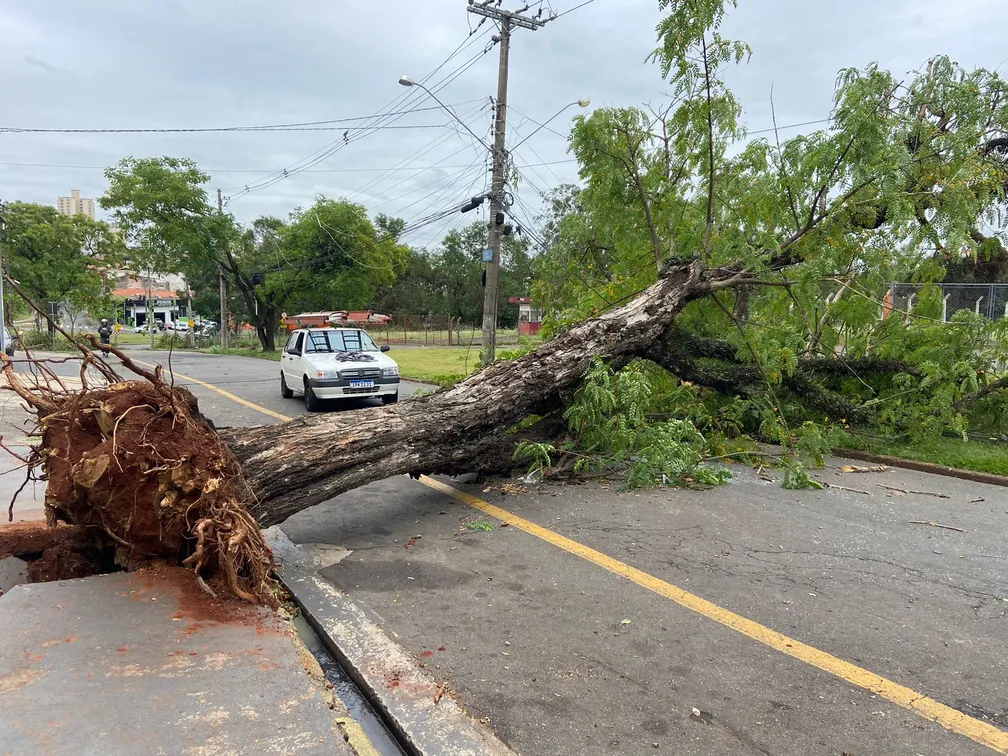 Tempestade em Piracicaba derrubou mais de 120 árvores, segundo prefeitura