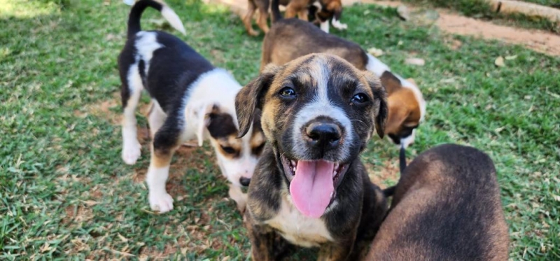 Vai viajar com seu pet nas férias? Ouça dicas de cuidados!