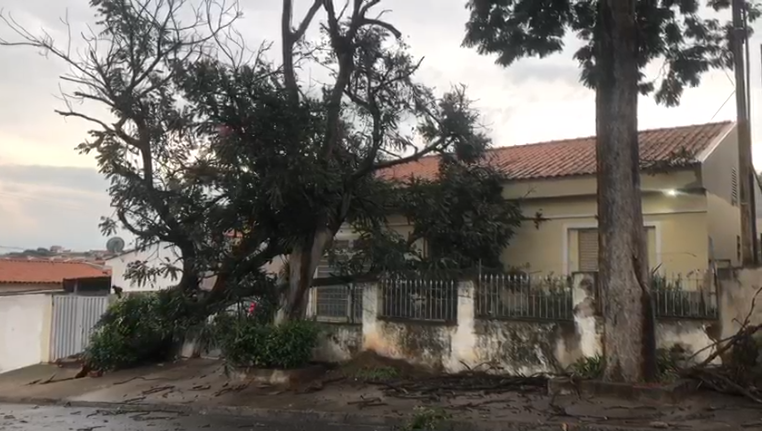 Campinas deve extrair restante das árvores atingidas pelas chuvas em duas semanas