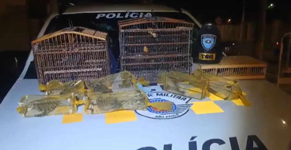 Pássaros que seriam vendidos ilegalmente são apreendidos na SP-340