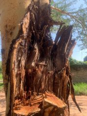 Árvores gigantes causam preocupação para moradores de Barão Geraldo