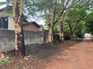 Árvores gigantes causam preocupação para moradores de Barão Geraldo