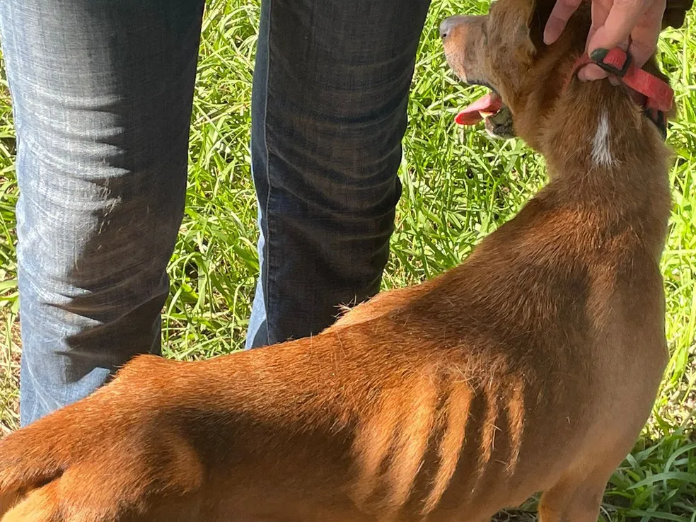 Adestrador de cães é preso suspeito de maus-tratos em Barão Geraldo