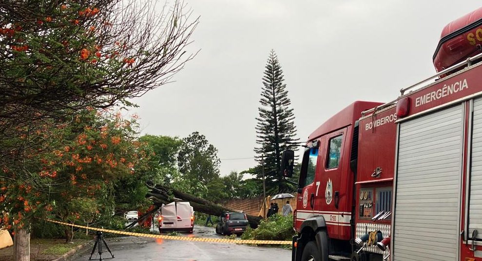 Chuva e vento derrubam árvores em Campinas; rajadas chegam a quase 80 km/hora