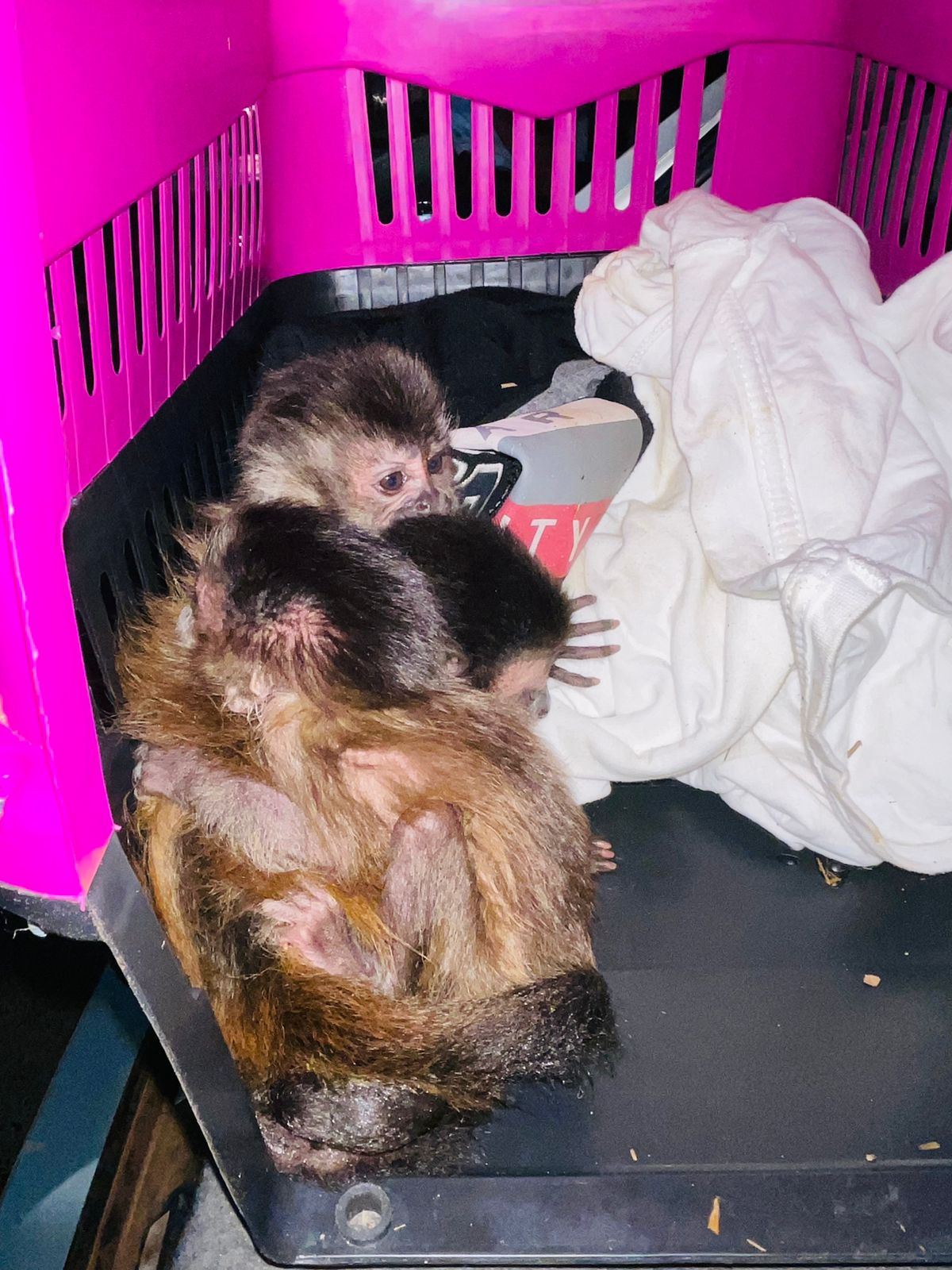 Polícia Rodoviária encontra macacos-prego vendidos clandestinamente
