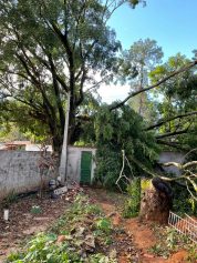 Árvores promovem insegurança para moradores do Chácara Santa Margarida