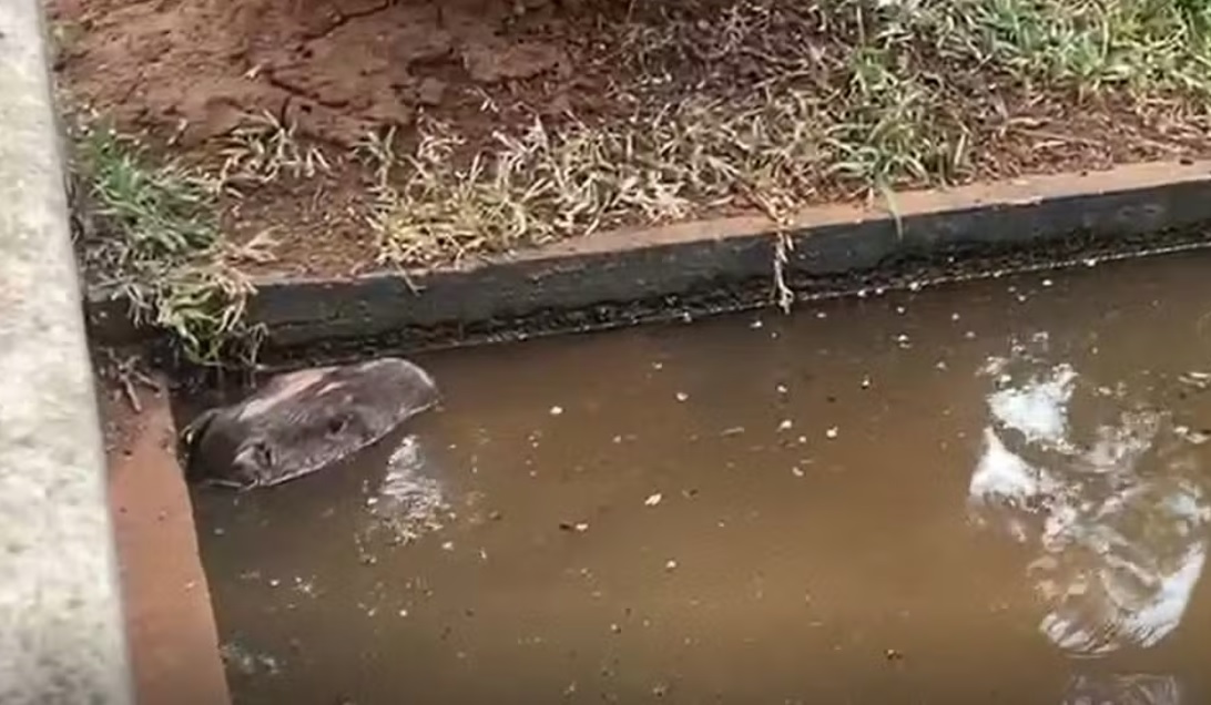 Capivara “dá rolê” na Praça Carlos Gomes, em Campinas