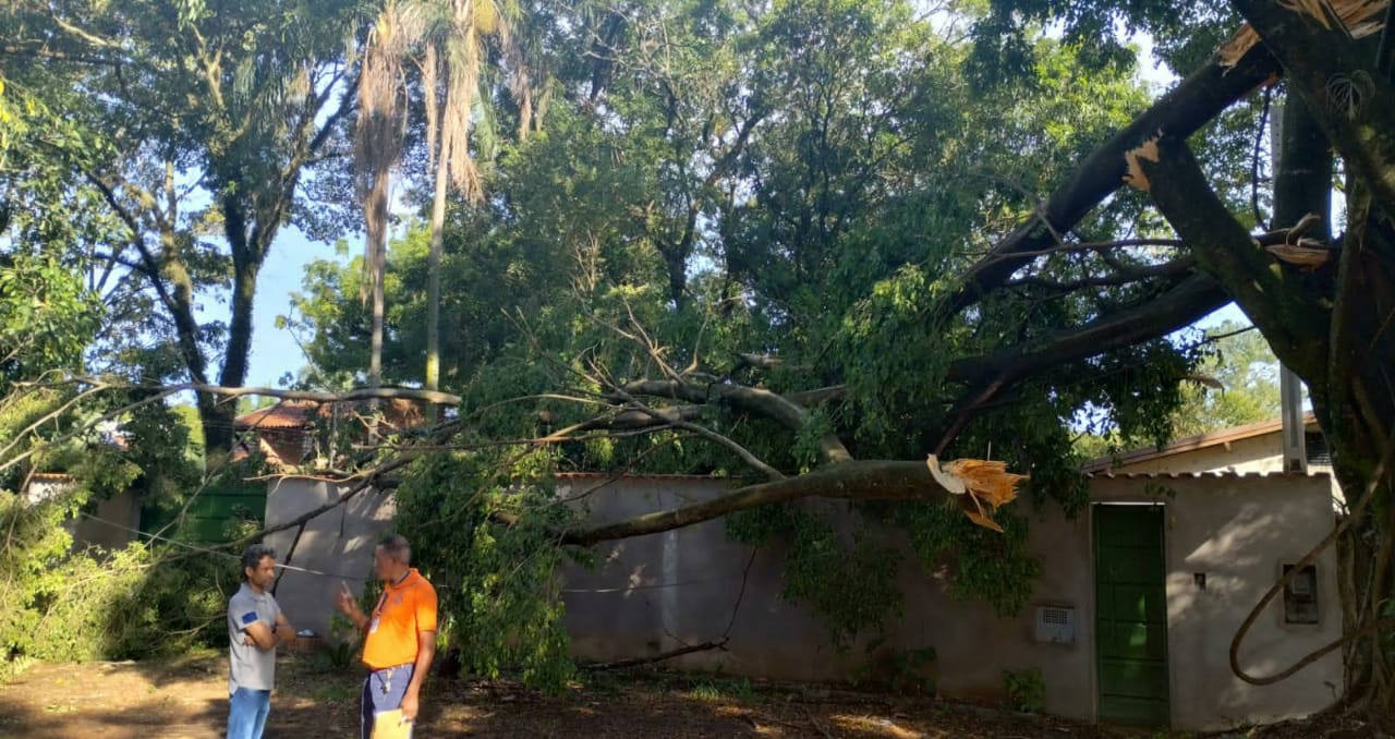 Chuva e rajadas de vento derrubam seis árvores em Campinas