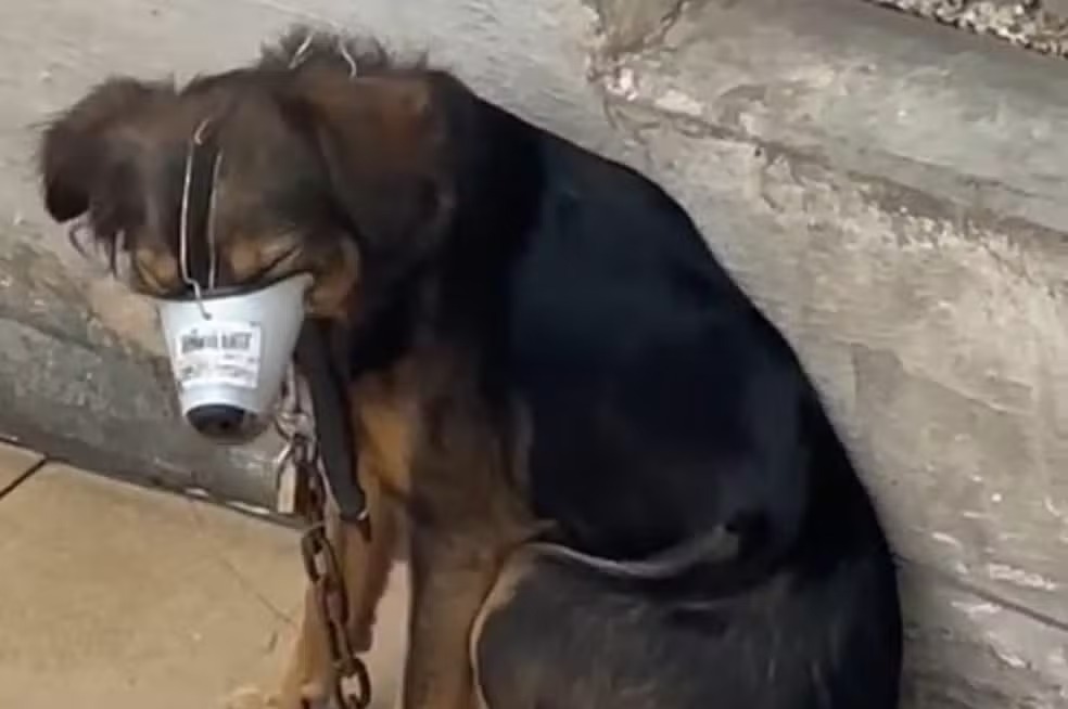 Polícia prende casal que mantinha cachorros em situação de maus-tratos em Sumaré