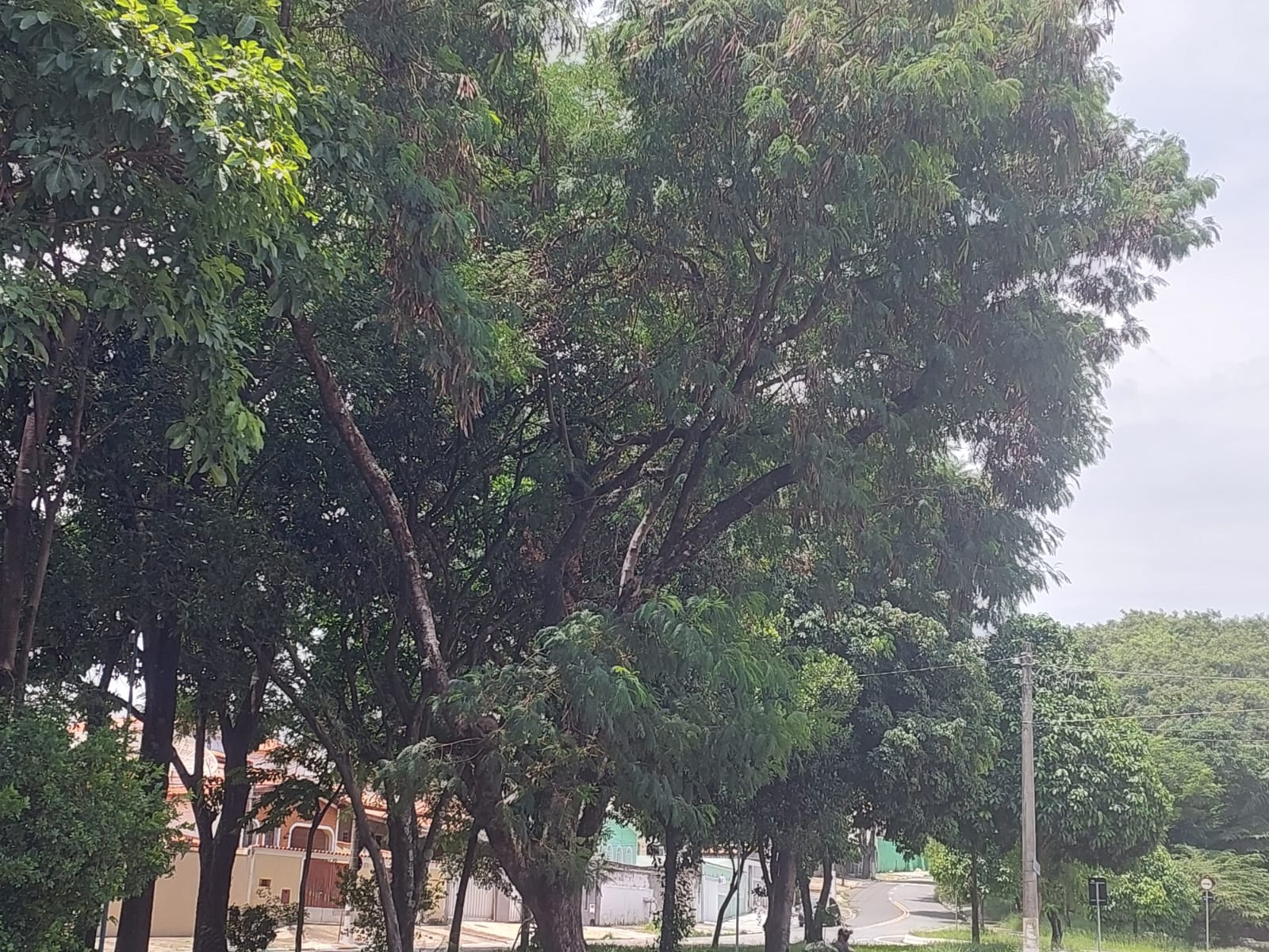 Praça com árvores inclinadas e atingindo a fiação preocupa moradores do Jd. Baroneza