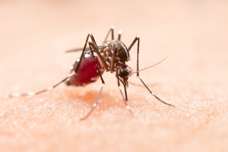 Atendimentos a casos suspeitos de dengue aumentam sete vezes