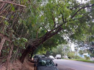 Árvores e falta de sinalização em ponto na Estrada da Rhodia geram reclamações
