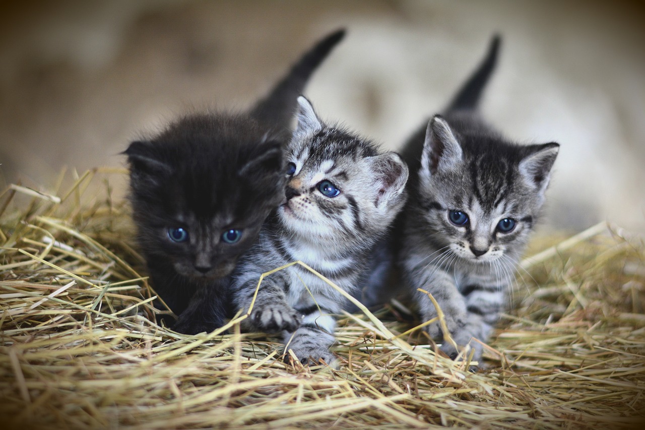 Hortolândia inicia controle populacional de gatos que vivem nas ruas