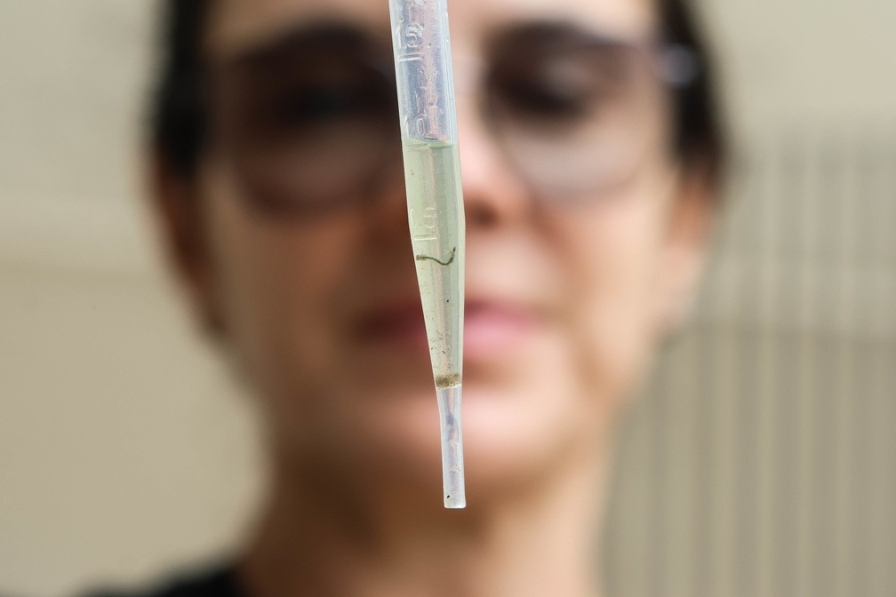 Piracicaba confirma primeiro caso de chikungunya este ano