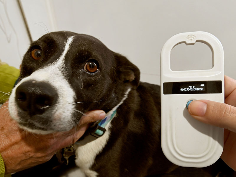Consultório Veterinário Móvel passa a atender no Vida Nova