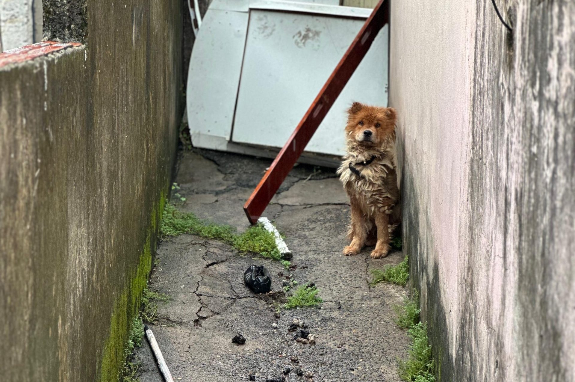 Mulher é detida após denúncia de maus-tratos a cachorra