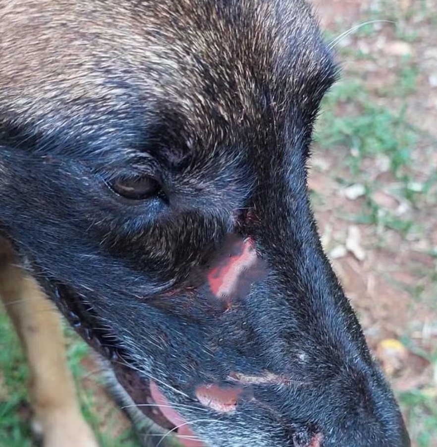 Polícia prende homem que tentou matar cachorro em Piracicaba