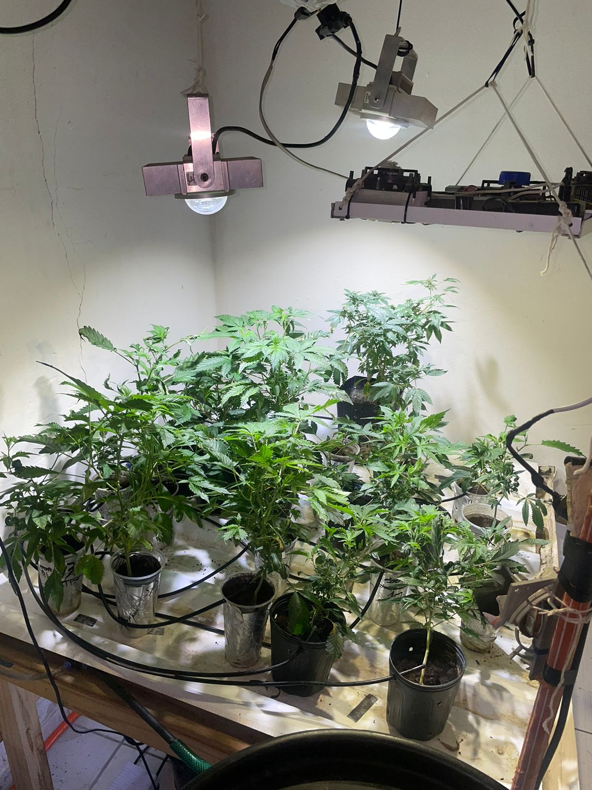 Casal é preso com plantio de 35 pés de maconha