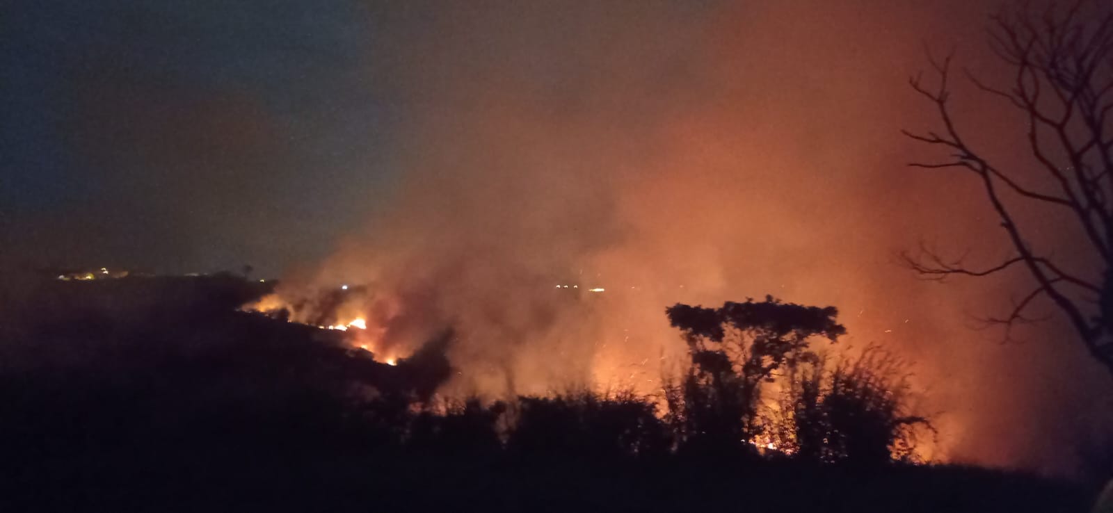 Incêndio atinge área do Instituto Biológico de Campinas
