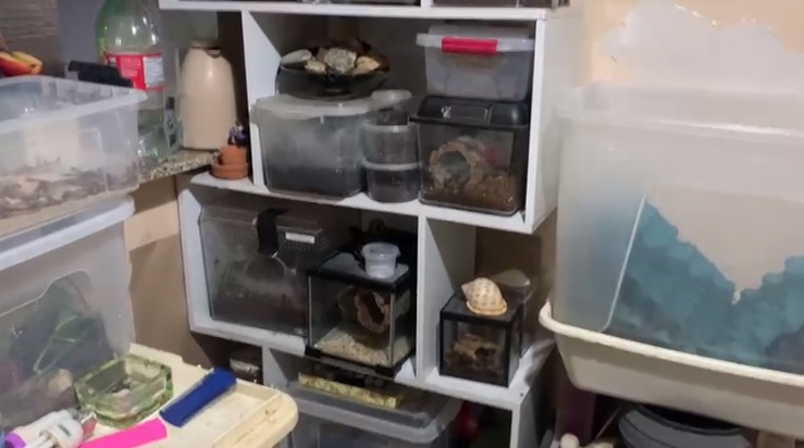 Polícia Federal resgata quase 100 animais silvestres na região do Campo Grande