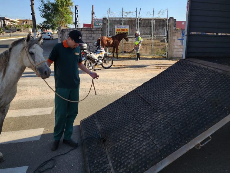 Cavalos são retirados da região da John Boyd dias após acidente na avenida 