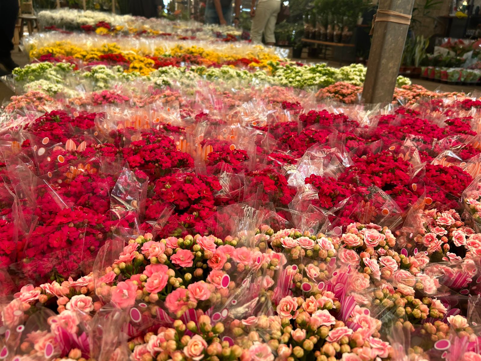 Dia das Mães: processo de produção de flores começa um ano antes