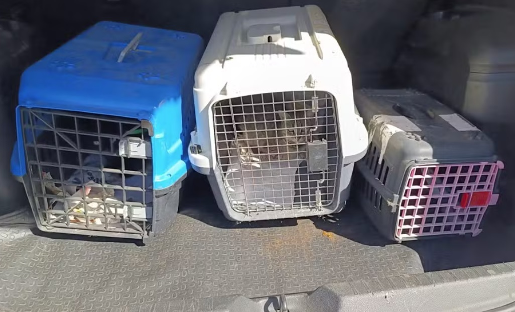 Dois são presos por maus-tratos a animais em Campinas; eles vieram de Belém
